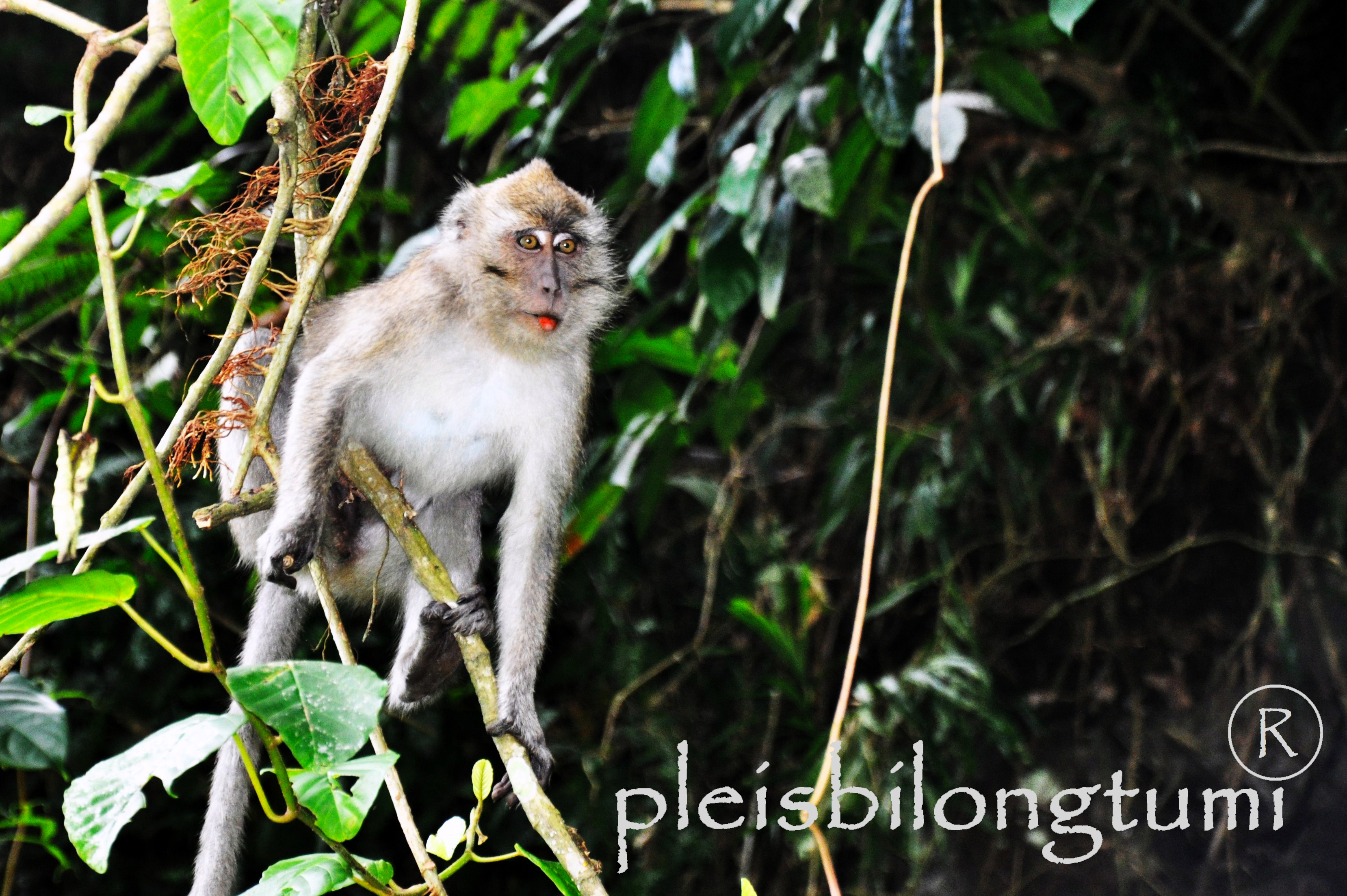 Monyet Jawa CIGUDEG Pleis Bilong Tu Mi