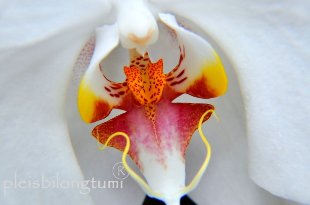 moon orchid