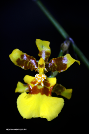 Dancng lady orchid